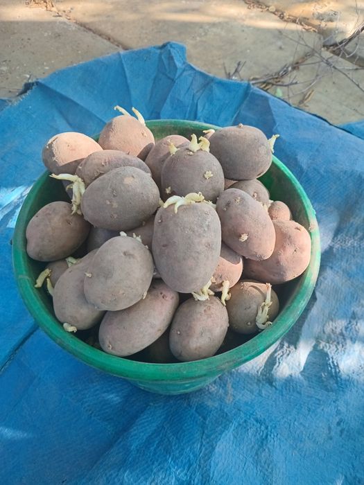 Картофель семенной
