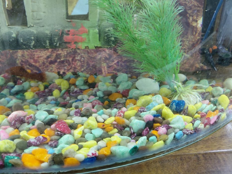 Akvarium komplekt 2ta  baliq dekoratsiya hamma narsasi bilan