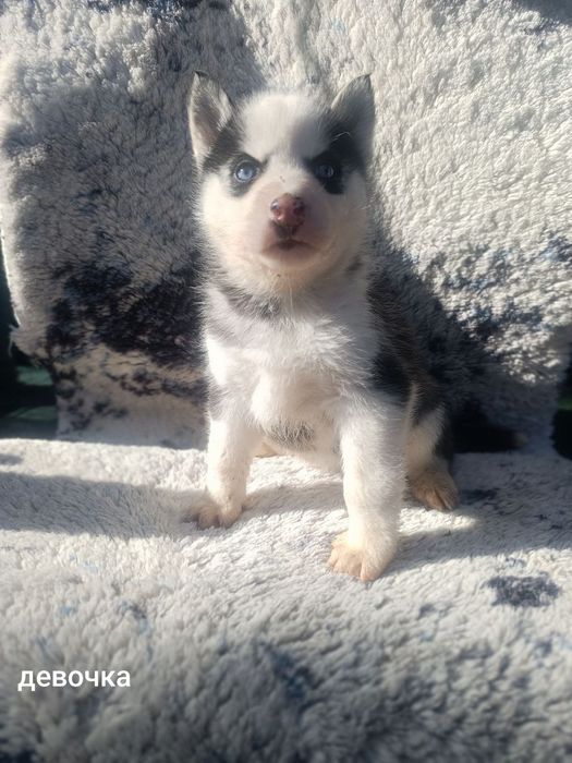 Продаются щенки хаски сибирские