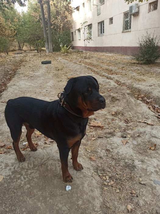 Вязка кобель Ротвейлер.