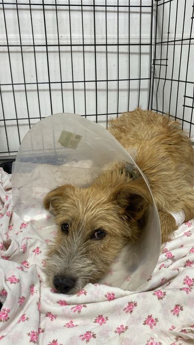 Собака стерилизованная