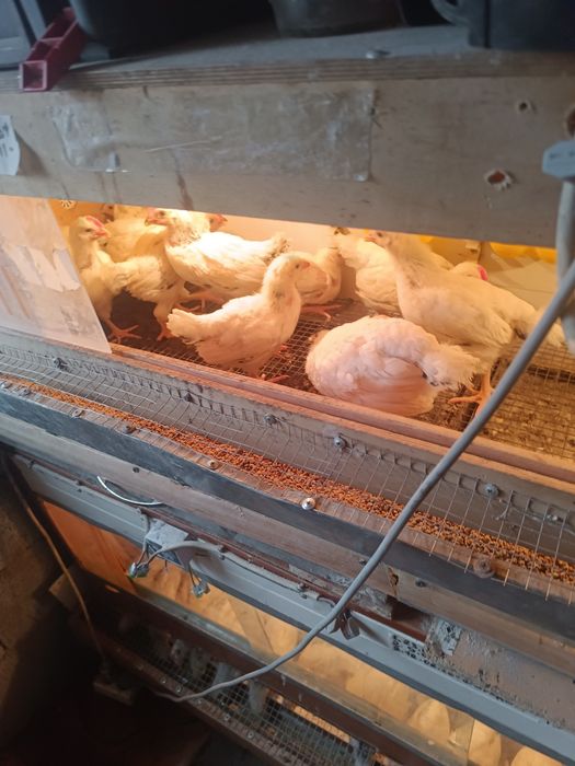 Адлерская серебристая