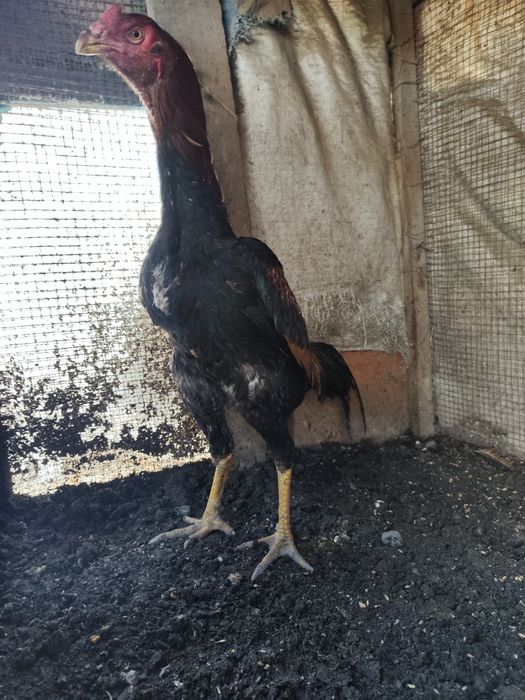 Бойцовый Дакан джужик