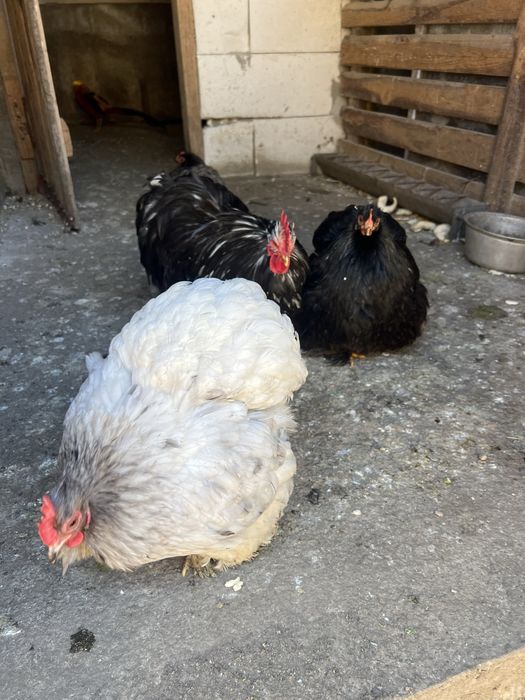 Vand pereche fazani auriu pe rosu , plus altele