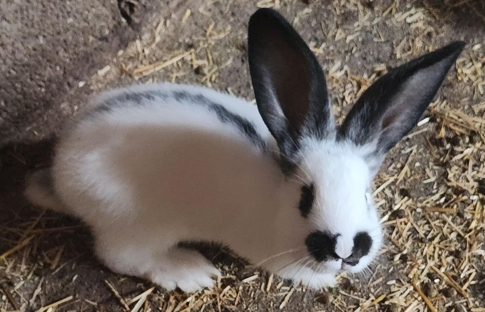 Iepurasi fluture german/2 luni 90buc. Am și la 5 luni iepuri 140 lei