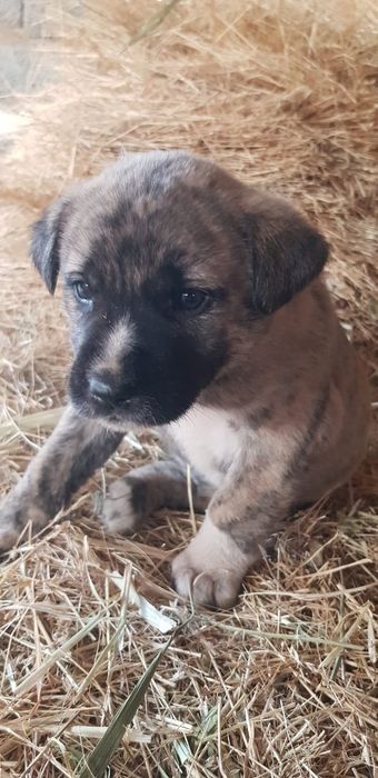 Отдам бесплатно щенков