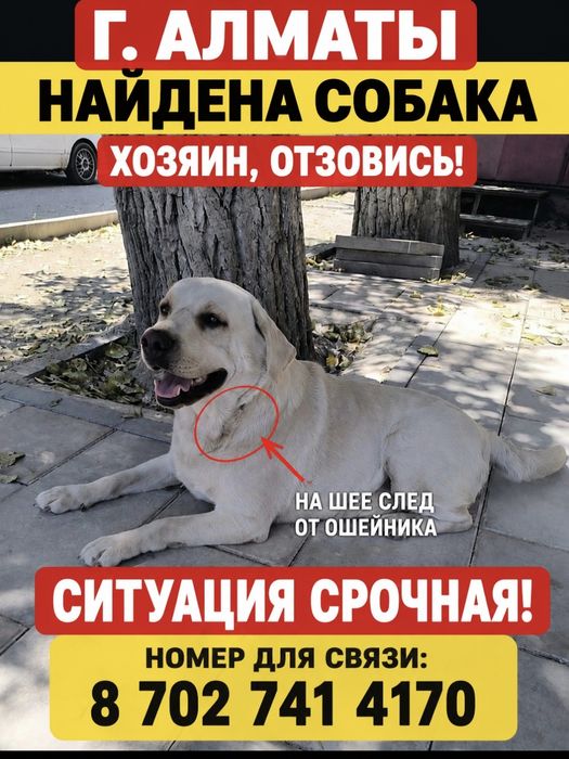 Найден Лабрадор лабрадор
