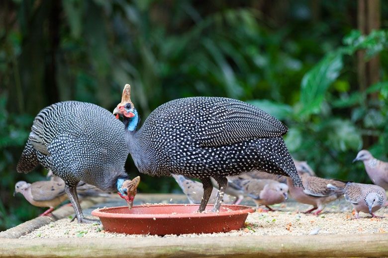 Sesarka sotiladi !!! Сесарка бор
