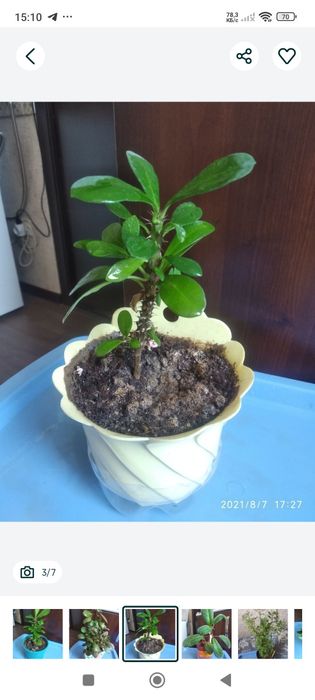 Комнатные растения