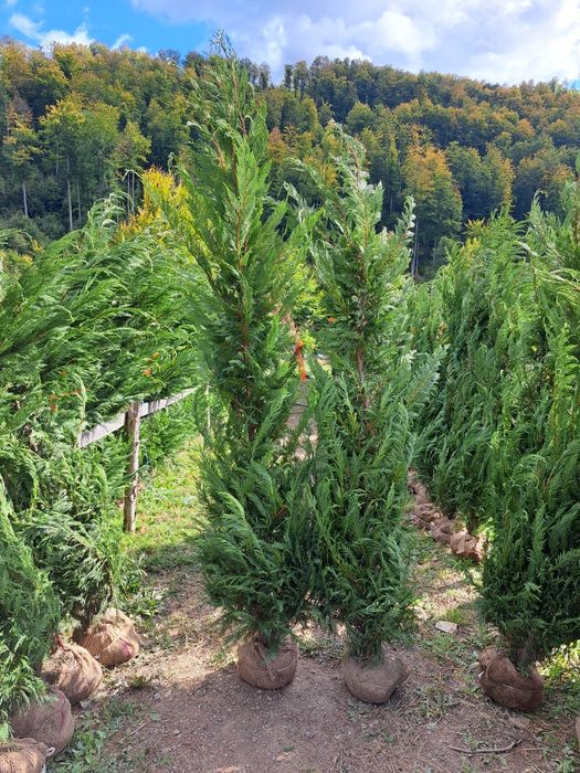 Tuia Leylandy,smarald columnaris.