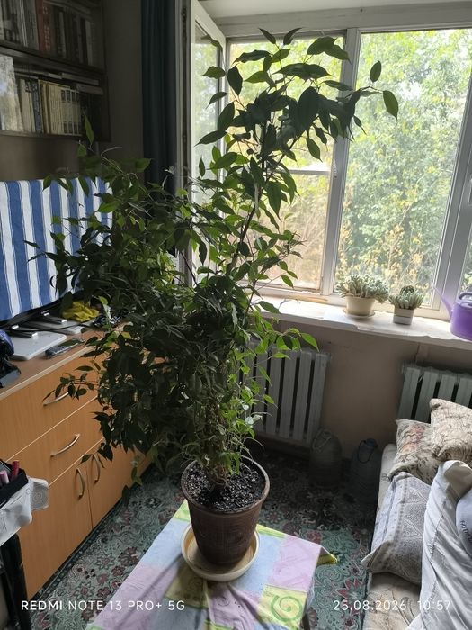 Фикус Бенджамина