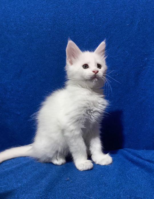 Котята породы Мейн Кун