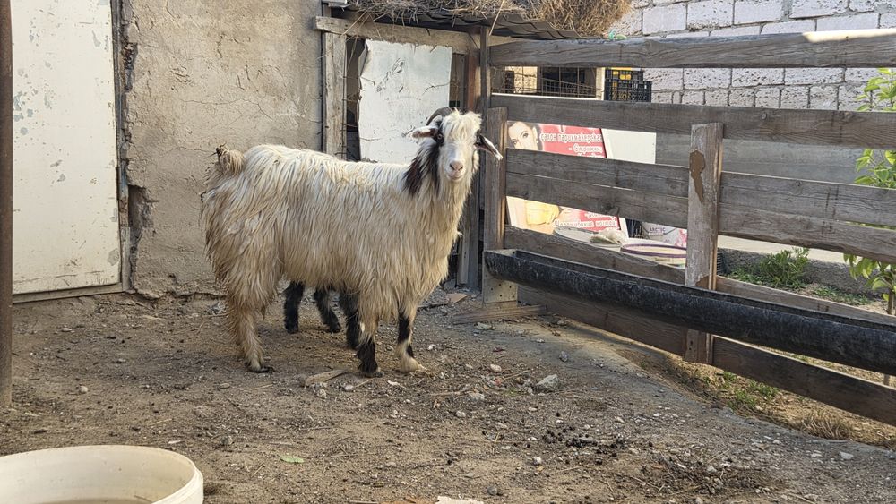 Ири Ешки 1 лагымен сатылад