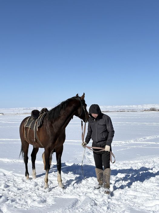 Бесті Айғыр таза қанды