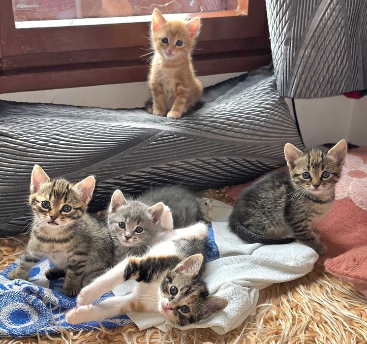 Красиви котета с навици за живот в домашна среда!