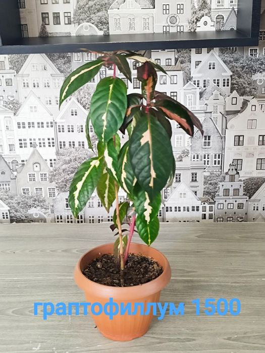 Продам недорого цветы