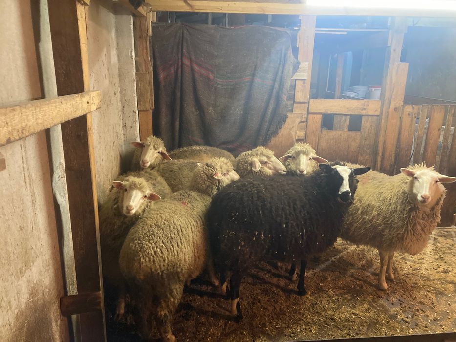 8 заплодени дзвиски