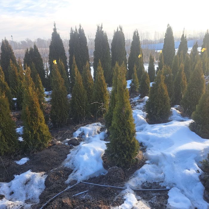 Туи,смаракт,бробан.