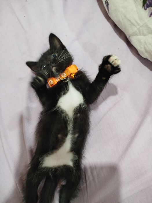 Отдам доброе руки!