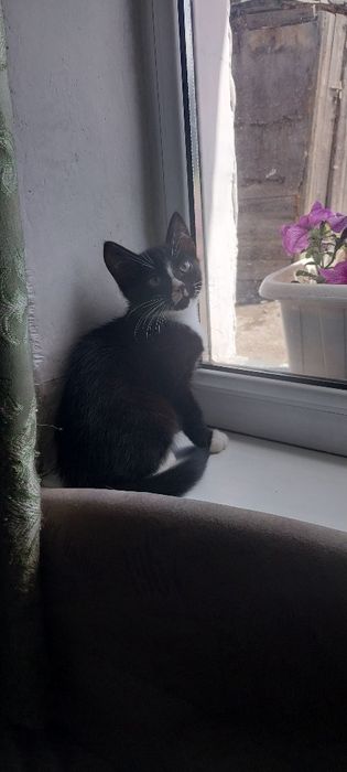 Отдам котенка(мальчик).