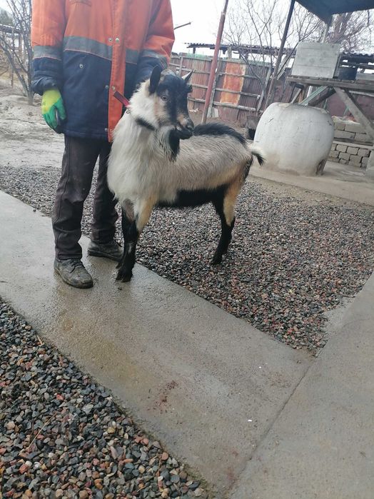 Таза Канды альпиский теке сатылады