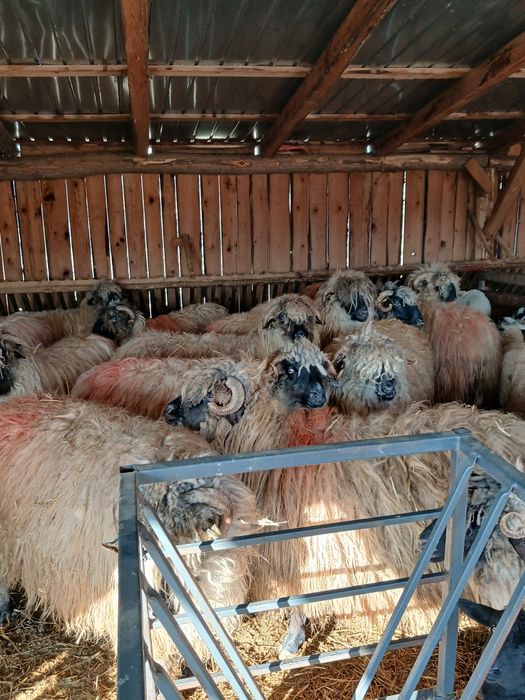 40 de oi cu miei si 10 carlane disponibile