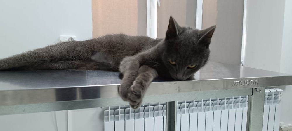 Отдадим кошечку бесплатно