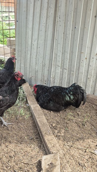 Продам породистых кур