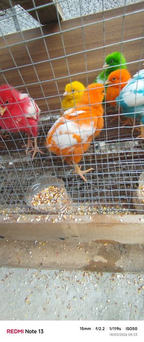 Sotiladi 1,5 oylik narxi 25.000 soʻm