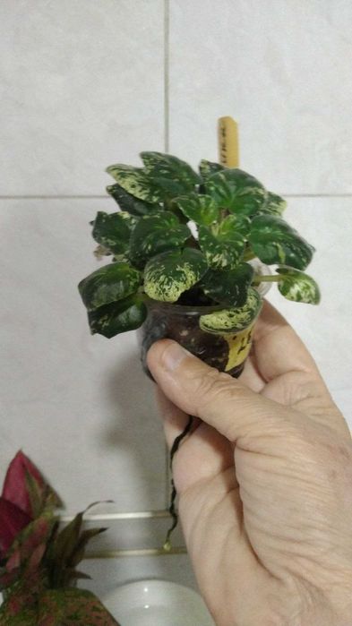 Мурайя ,  филодендрон Биркин и фиалка трейлер Ле Эрика