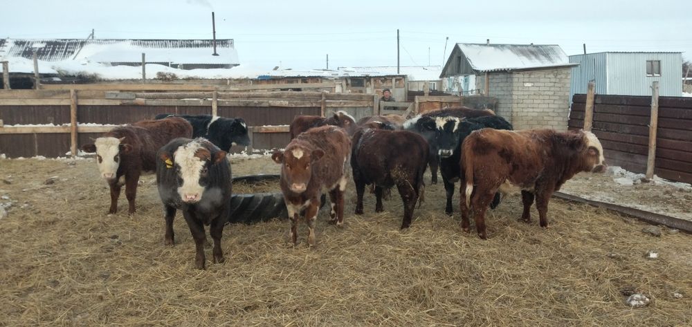 Продаётся быки 12