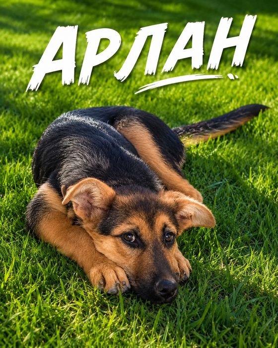 Немецкий овчарка