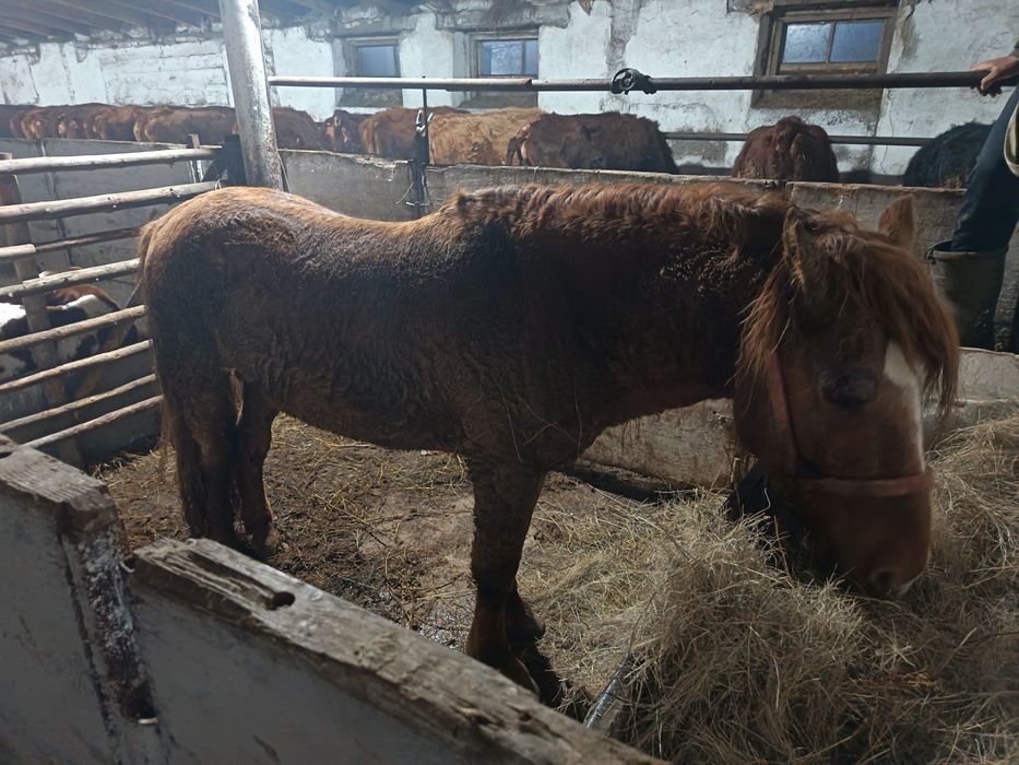 Айғыр сатылады қазақи