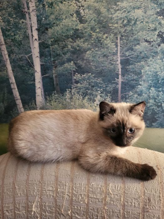 Котенок ищет дом