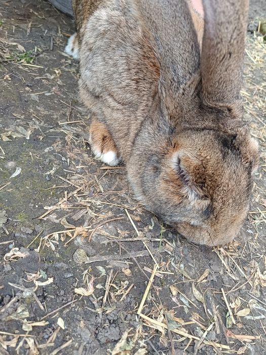 Vând mascul belgian