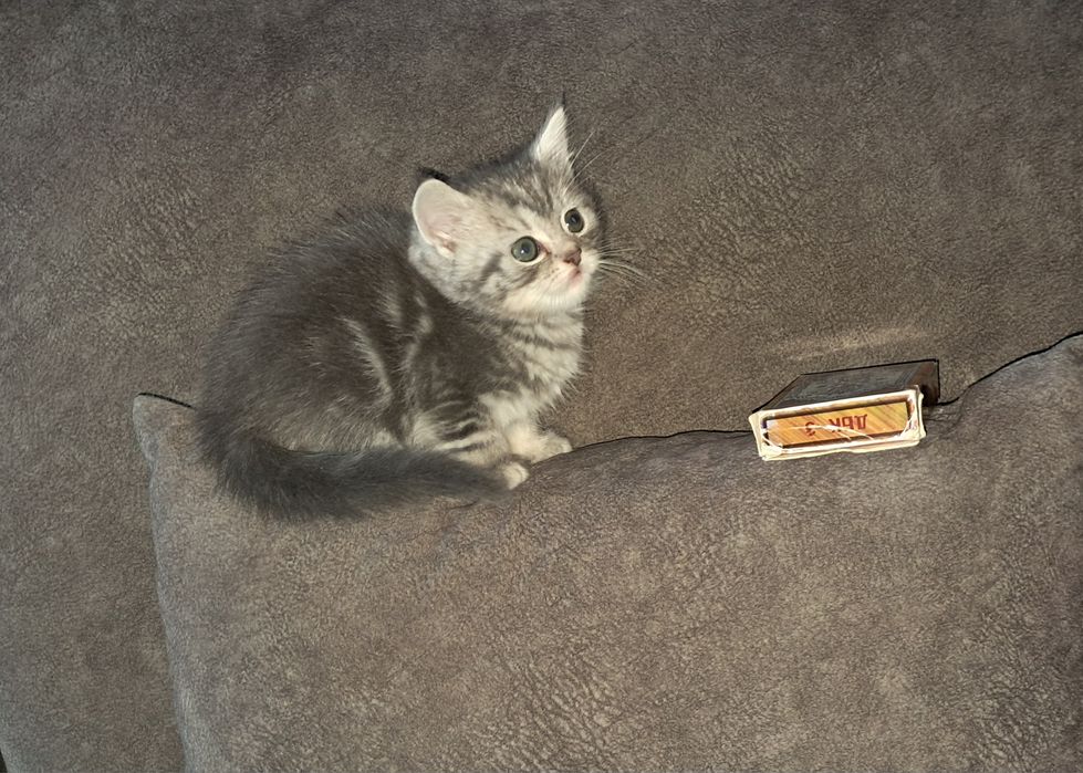 Шотландский прямоухий мальчик