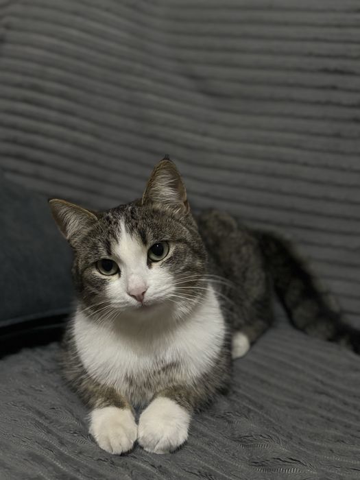 Кошечка в добрые руки