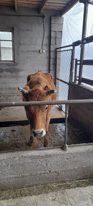 Продам стельных коров.