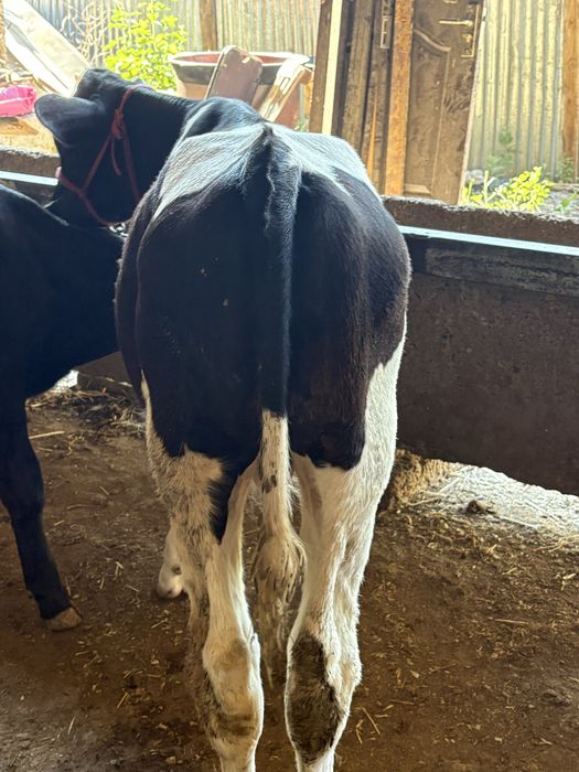 Buqacha sotiladi kotta  rasiski sigirri bolasi