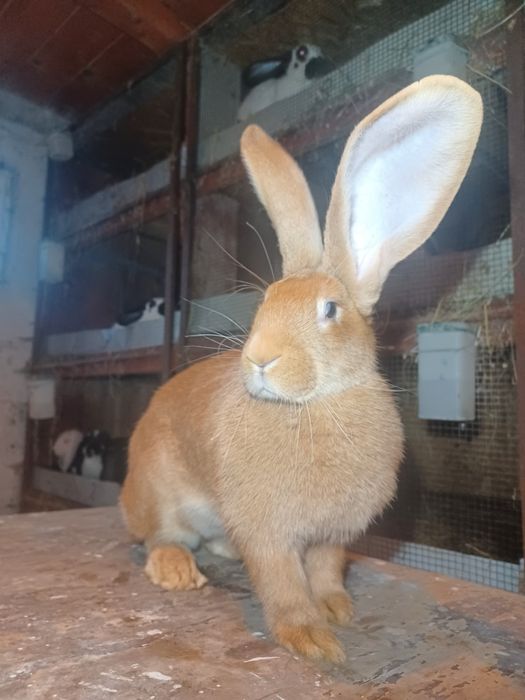 Uriaș pestriț, uriaș galben, berbec