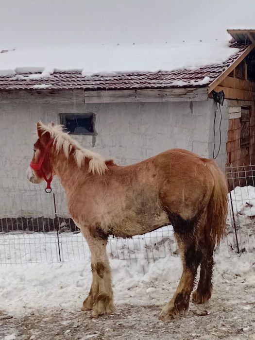 Maza de vânzare  ardeneza