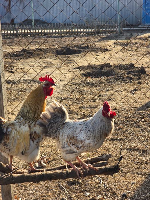 Петух продаётся - Әтеш сатылады