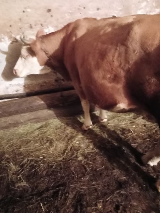 Vaca baltata gestanta