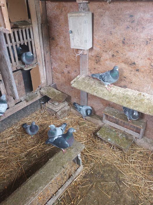 Porumbei voiajori de concurs