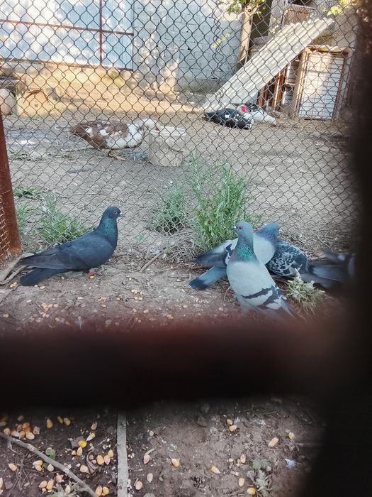 Продается Голуби