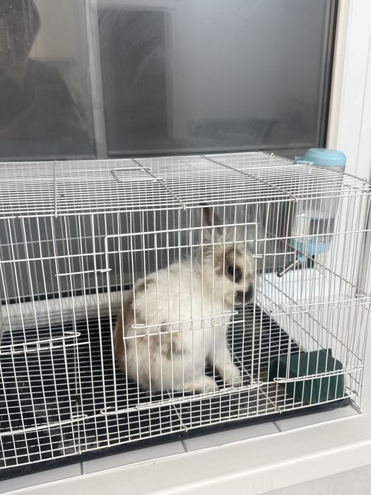 Декоративный кролик