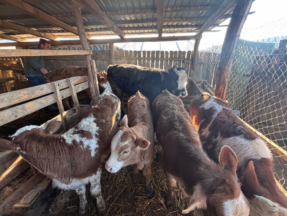 Vând șase viței de rasa