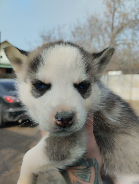 Щенки Сибирской хаски
