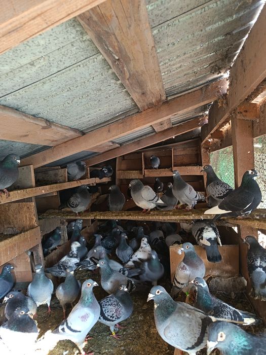 Vand porumbei voiajori