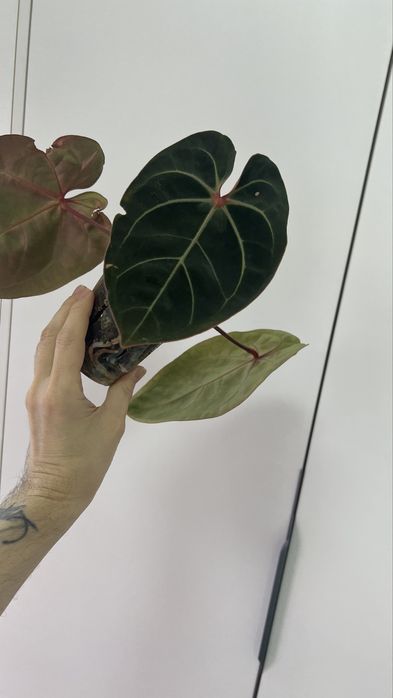 Антуриум Eureka x Besseae aff